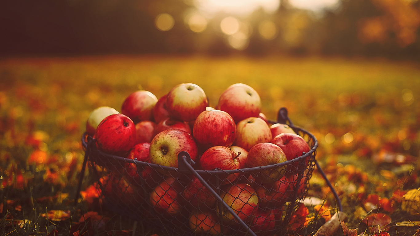 Manzanas Rojas en Canasta Negra. Wallpaper in 1366x768 Resolution