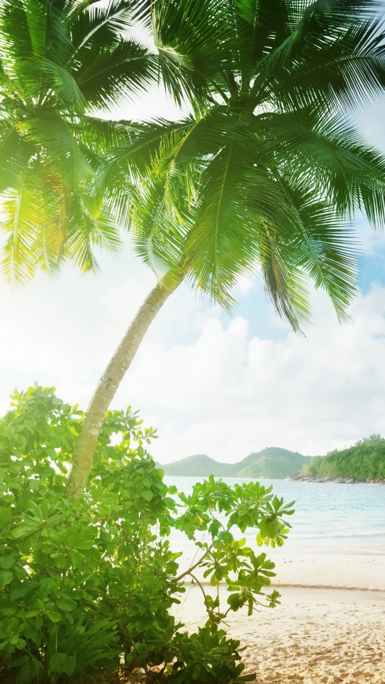 热带地区, 植被, 加勒比, 水资源, 岸边 壁纸 750x1334 允许