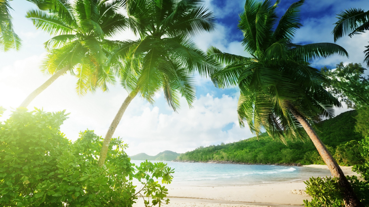 Green Palm Tree on Beach During Daytime. Wallpaper in 1280x720 Resolution