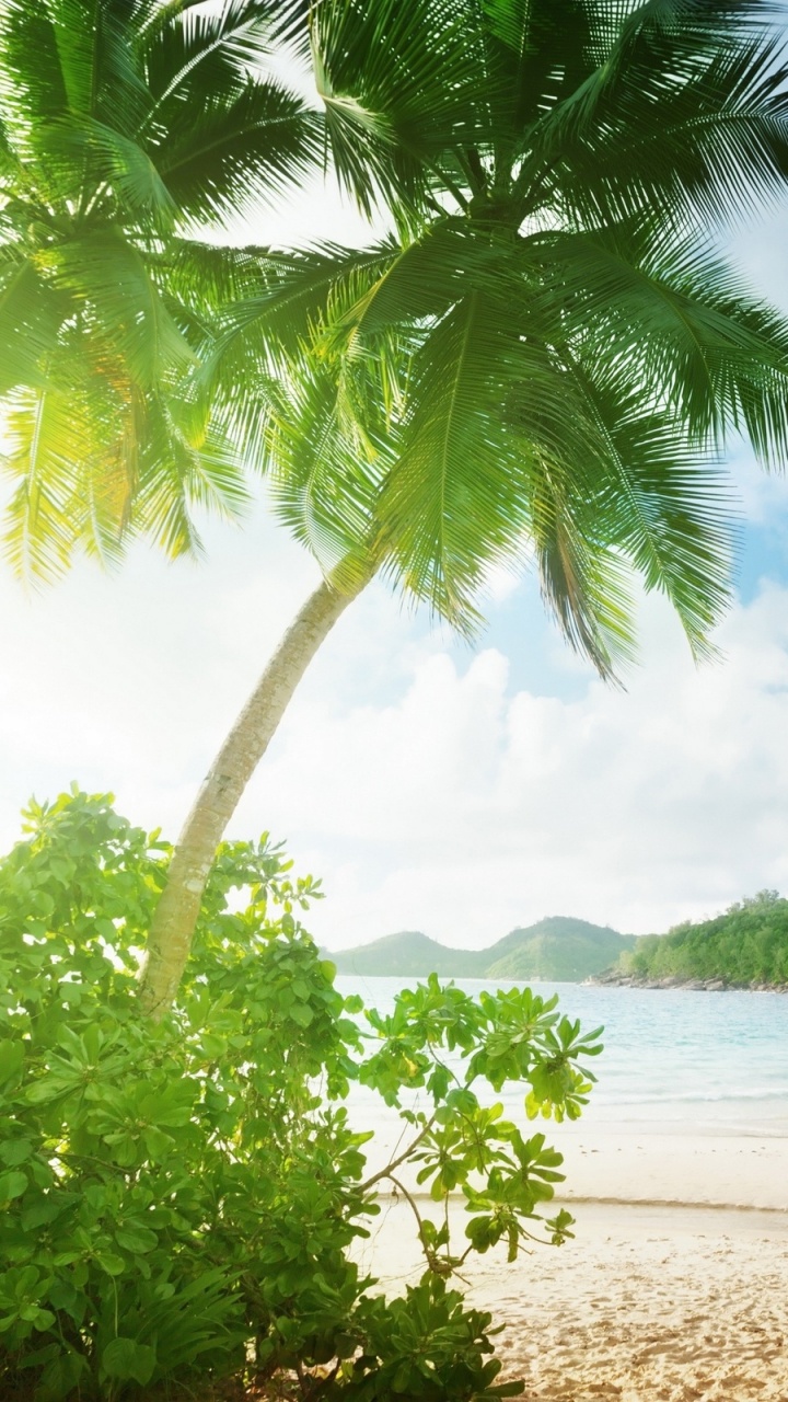 Green Palm Tree on Beach During Daytime. Wallpaper in 720x1280 Resolution
