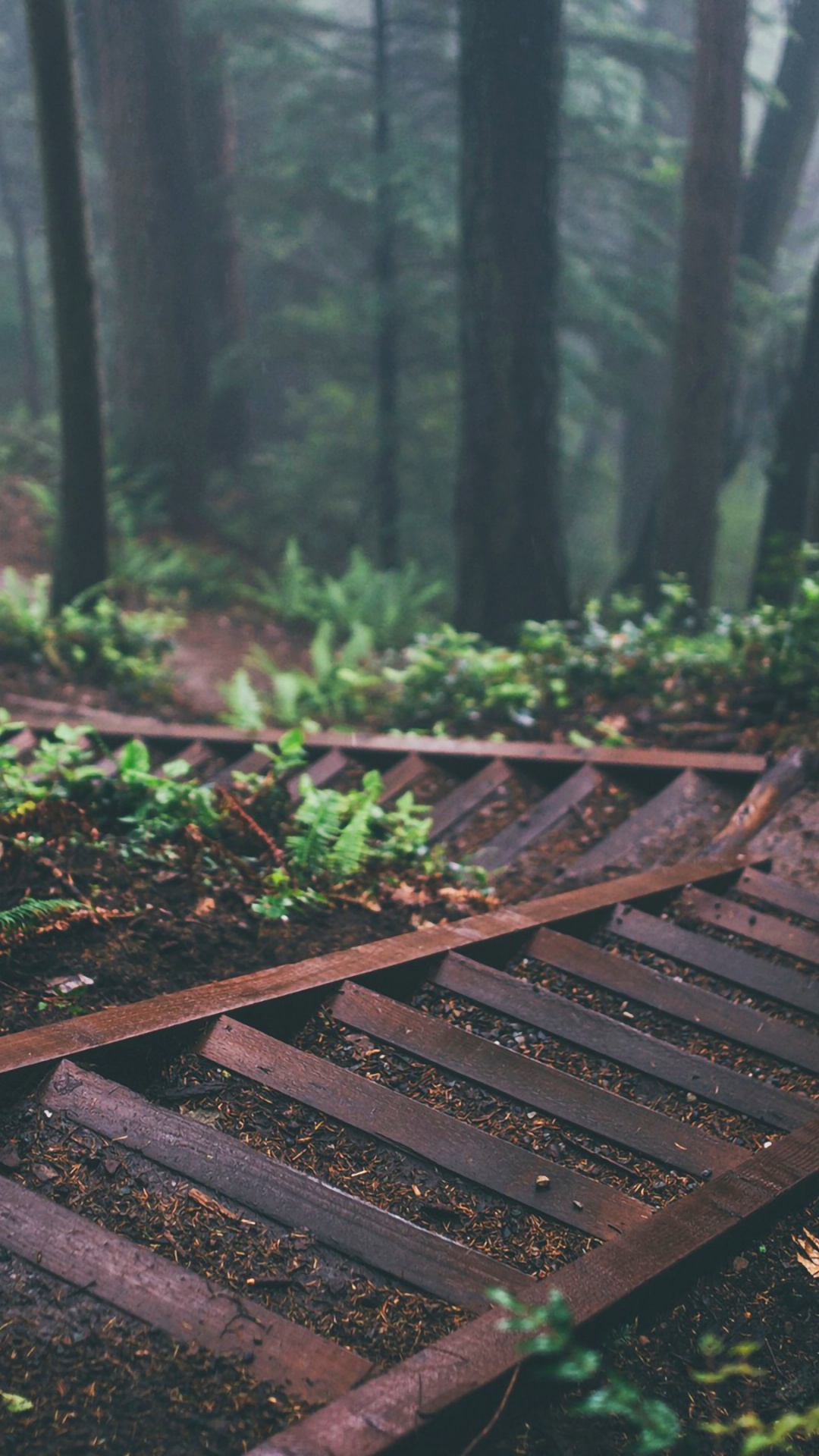 Tablet, Plant, Ecoregion, Green, Wood. Wallpaper in 1080x1920 Resolution