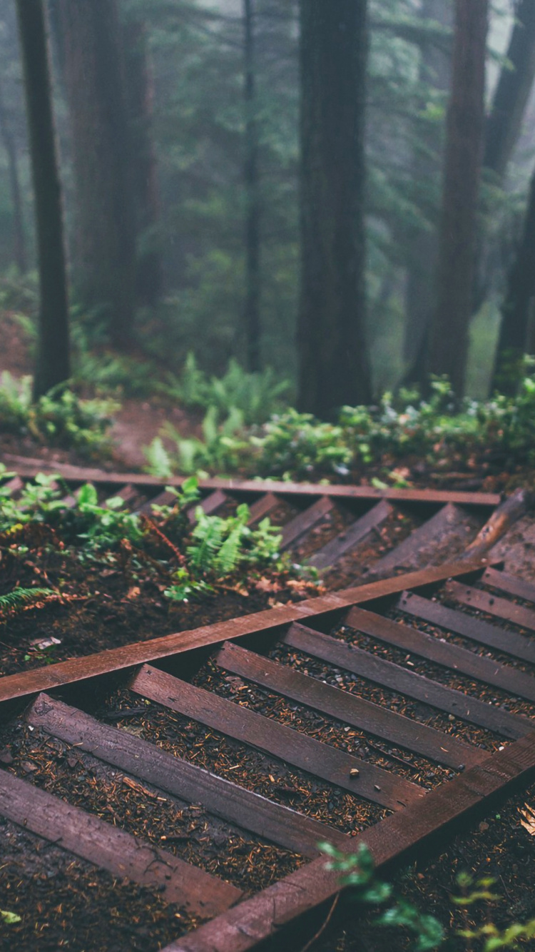 Tablet, Plant, Ecoregion, Green, Wood. Wallpaper in 750x1334 Resolution