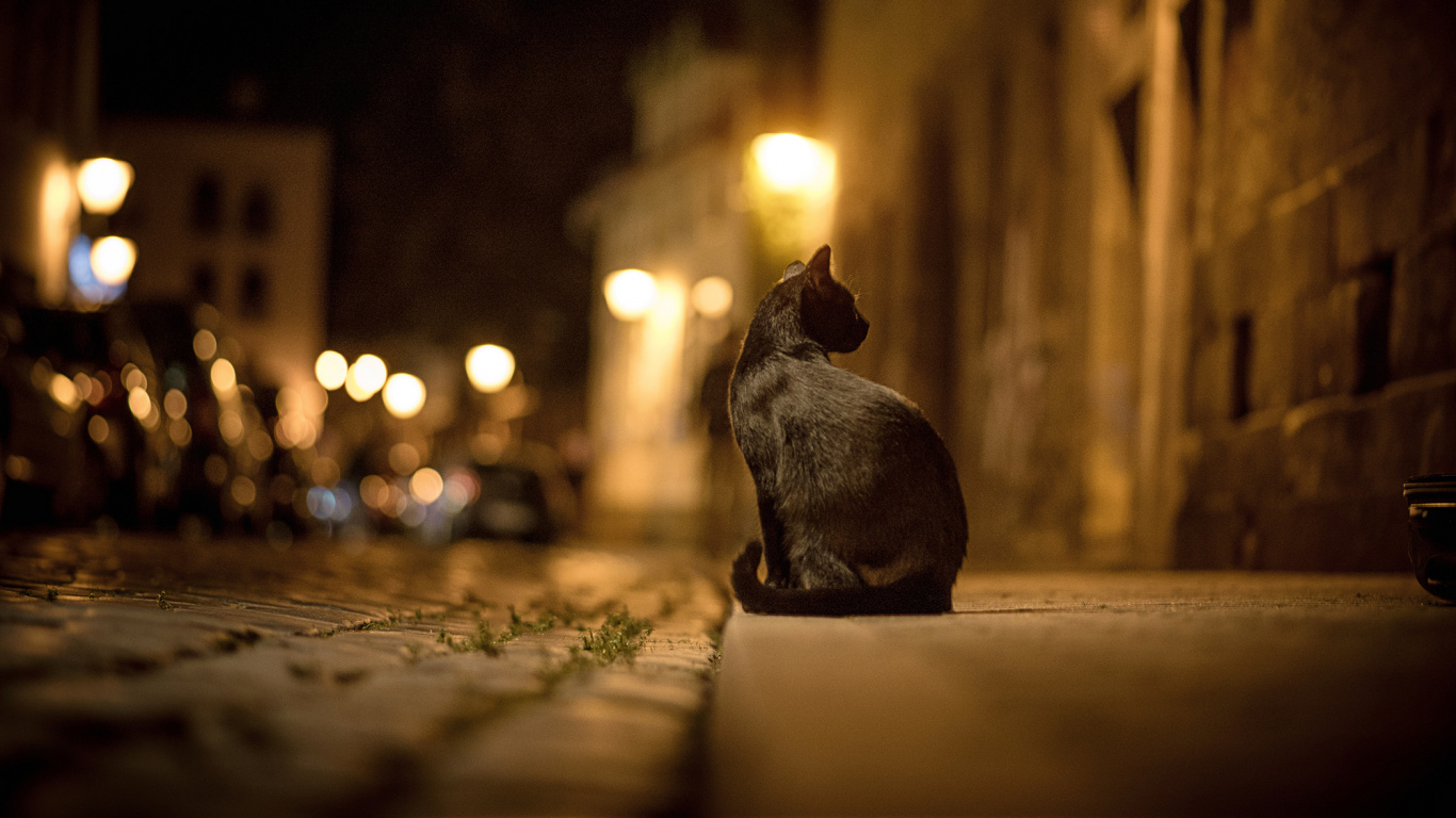 Gato Negro Sobre Piso de Madera Marrón. Wallpaper in 1366x768 Resolution