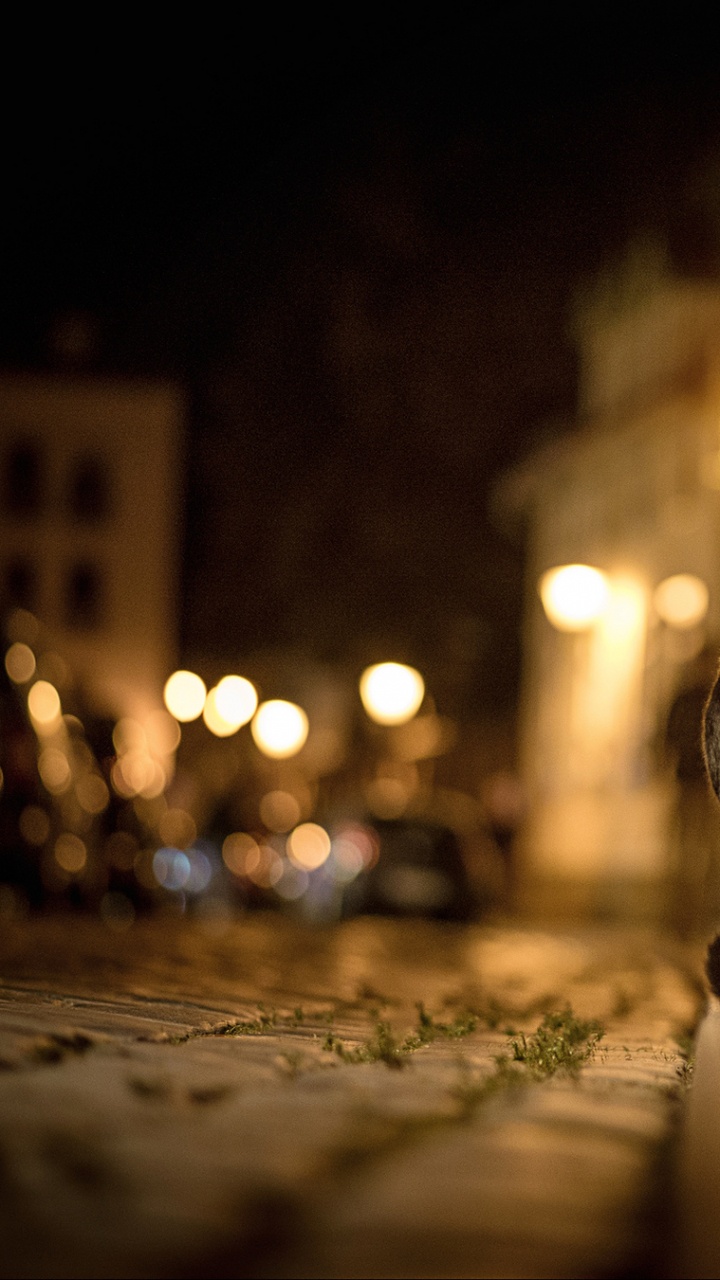 光, 街, 火焰, 反射, 小猫 壁纸 720x1280 允许