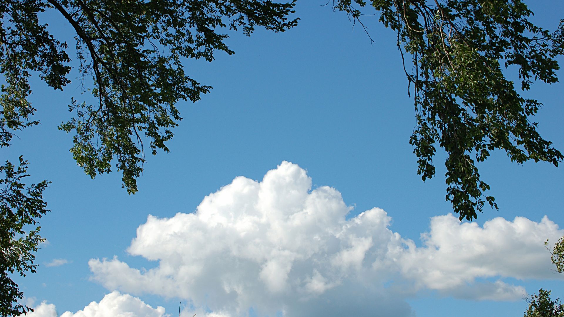 Green Tree Under Blue Sky During Daytime. Wallpaper in 1920x1080 Resolution