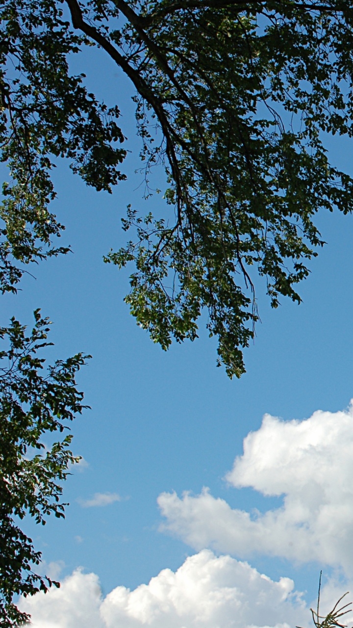 Arbre Vert Sous Ciel Bleu Pendant la Journée. Wallpaper in 720x1280 Resolution