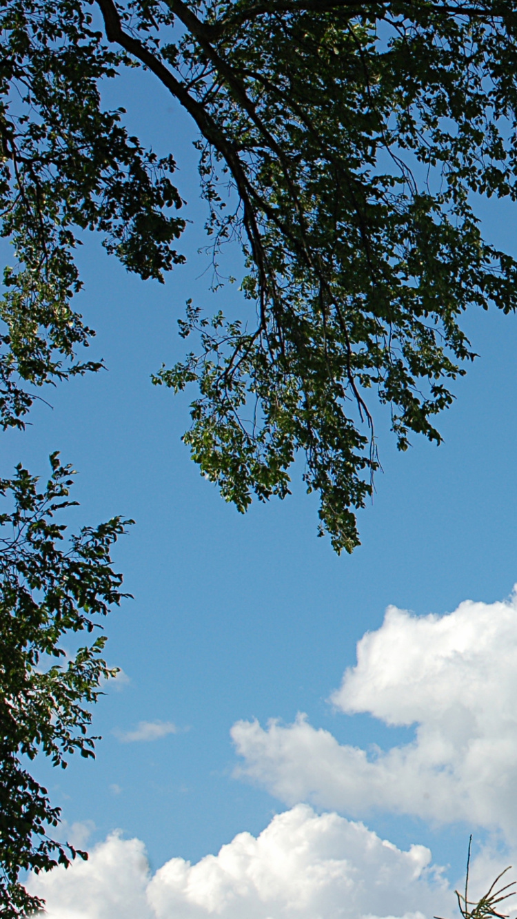 Arbre Vert Sous Ciel Bleu Pendant la Journée. Wallpaper in 750x1334 Resolution