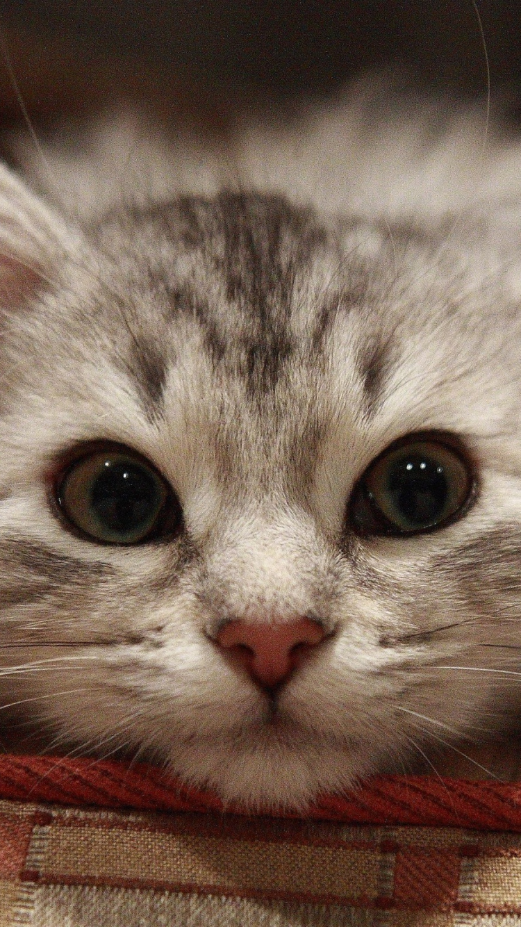 Chat Blanc et Gris Allongé Sur Textile Rouge. Wallpaper in 750x1334 Resolution