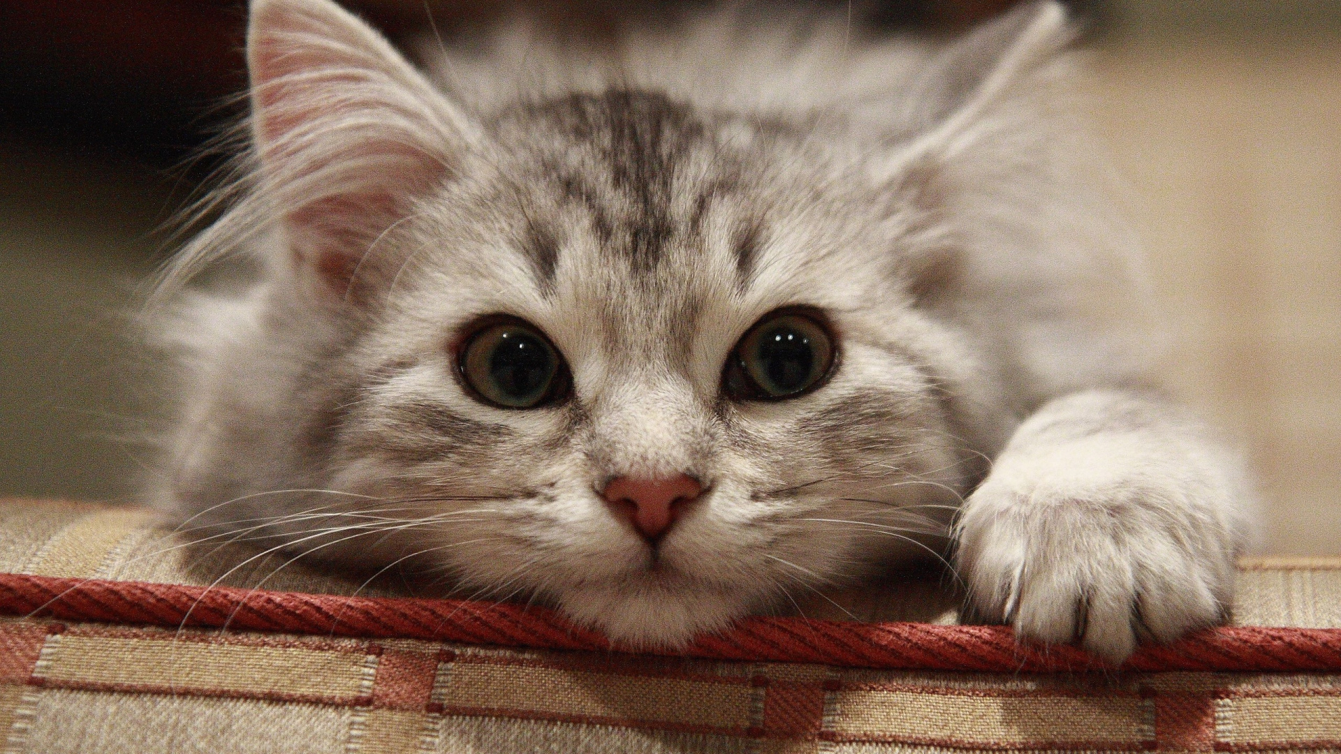 Gato Blanco y Gris Acostado Sobre Textil Rojo. Wallpaper in 1920x1080 Resolution