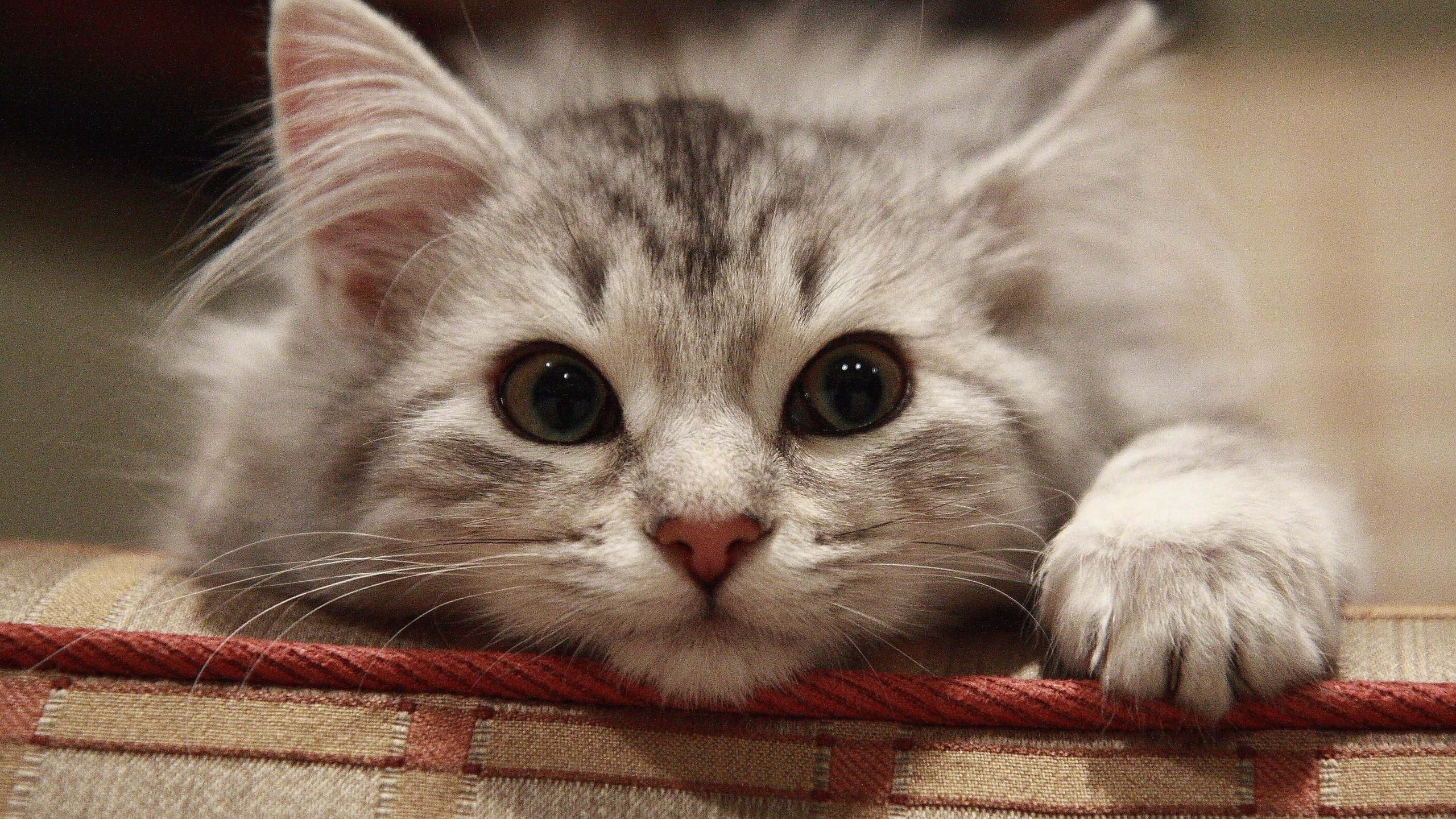 Gato Blanco y Gris Acostado Sobre Textil Rojo. Wallpaper in 2560x1440 Resolution