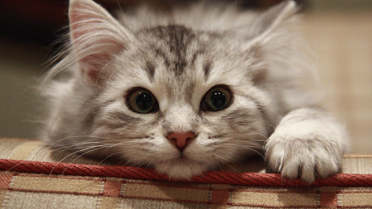 White and Gray Cat Lying on Red Textile. Wallpaper in 1280x720 Resolution