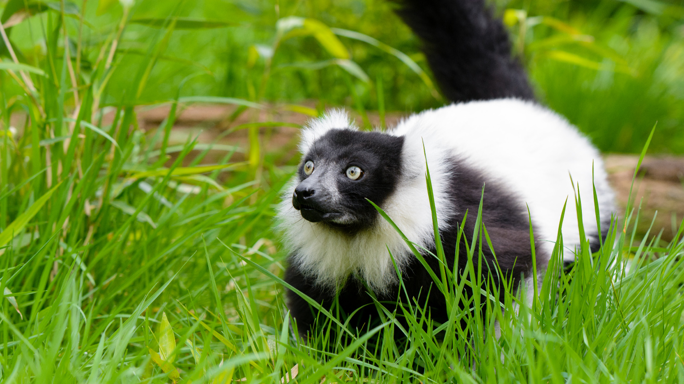 White and Black Animal on Green Grass During Daytime. Wallpaper in 1366x768 Resolution