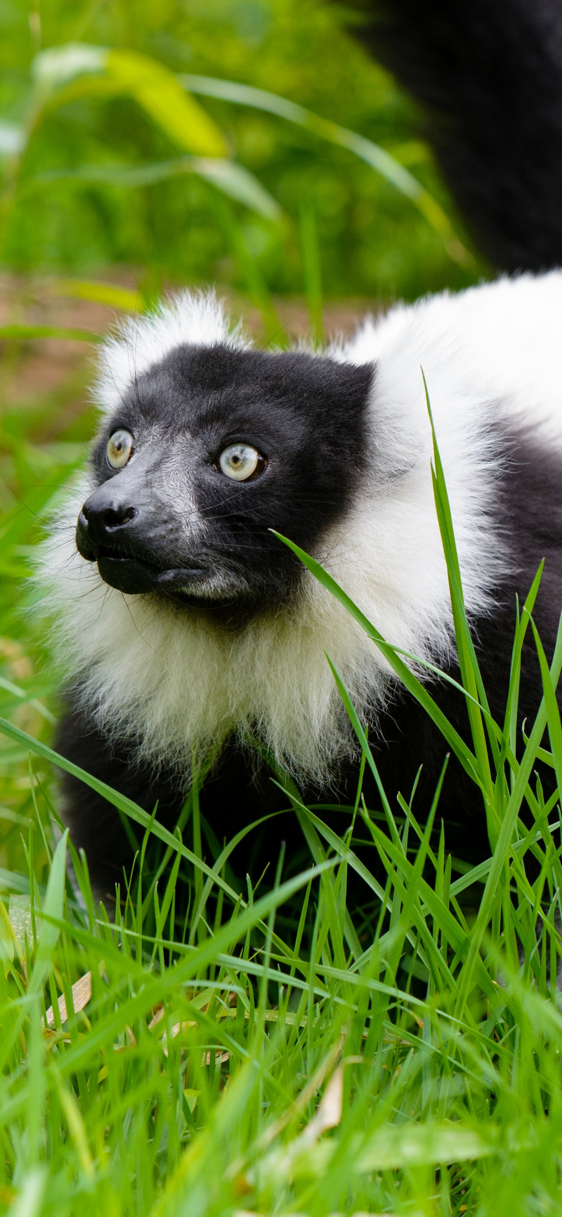 Animal Blanc et Noir Sur L'herbe Verte Pendant la Journée. Wallpaper in 1125x2436 Resolution