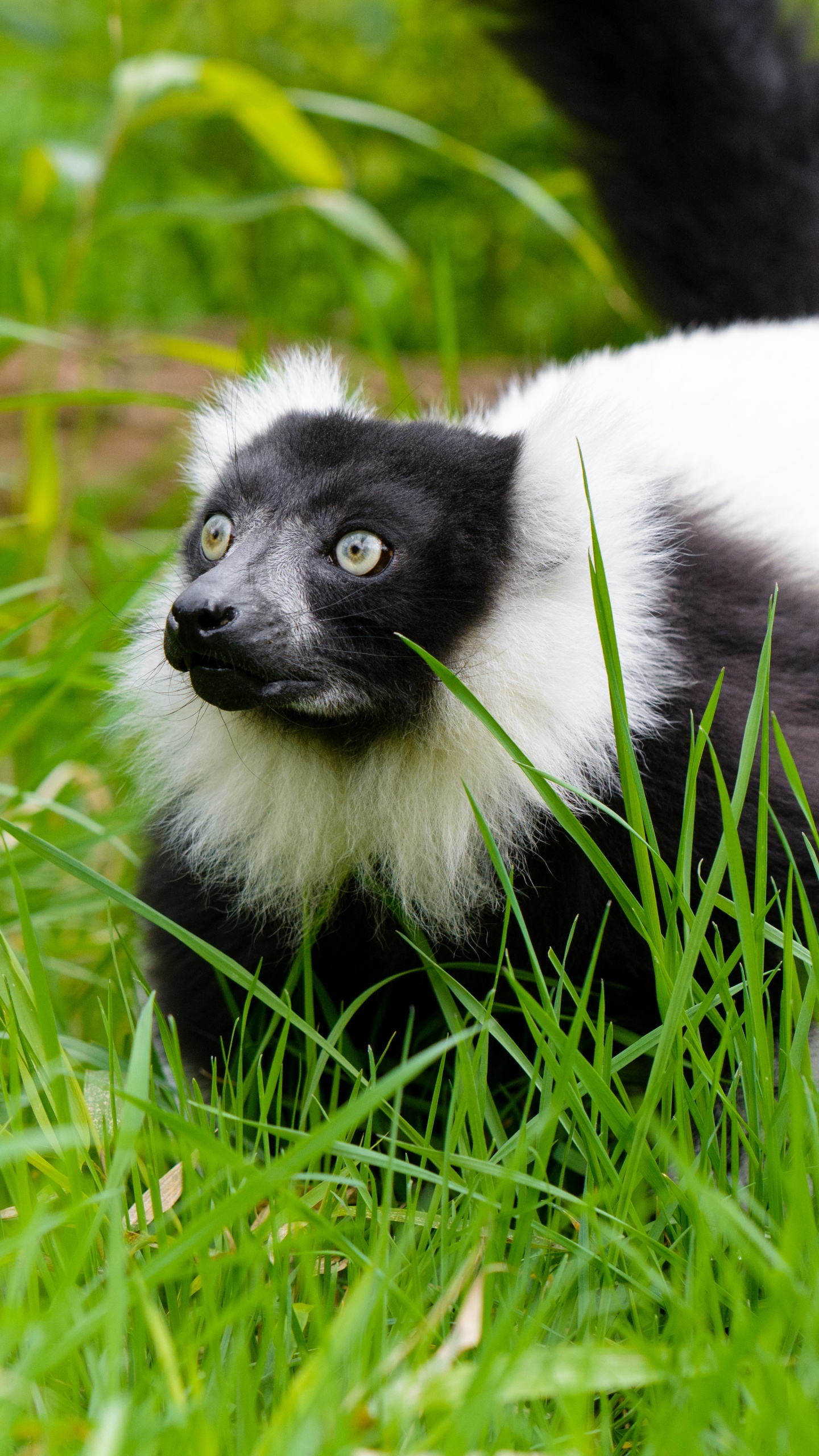 Animal Blanc et Noir Sur L'herbe Verte Pendant la Journée. Wallpaper in 1440x2560 Resolution