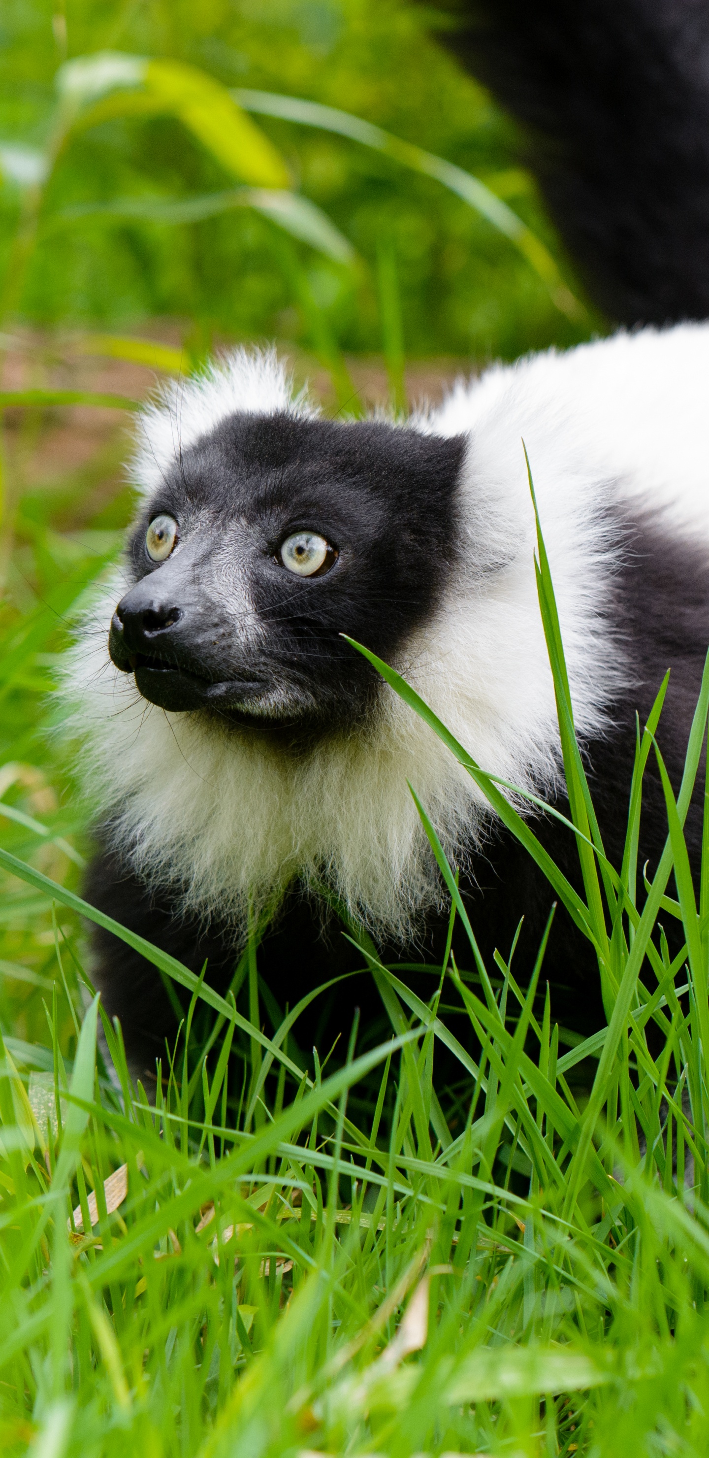 Animal Blanc et Noir Sur L'herbe Verte Pendant la Journée. Wallpaper in 1440x2960 Resolution