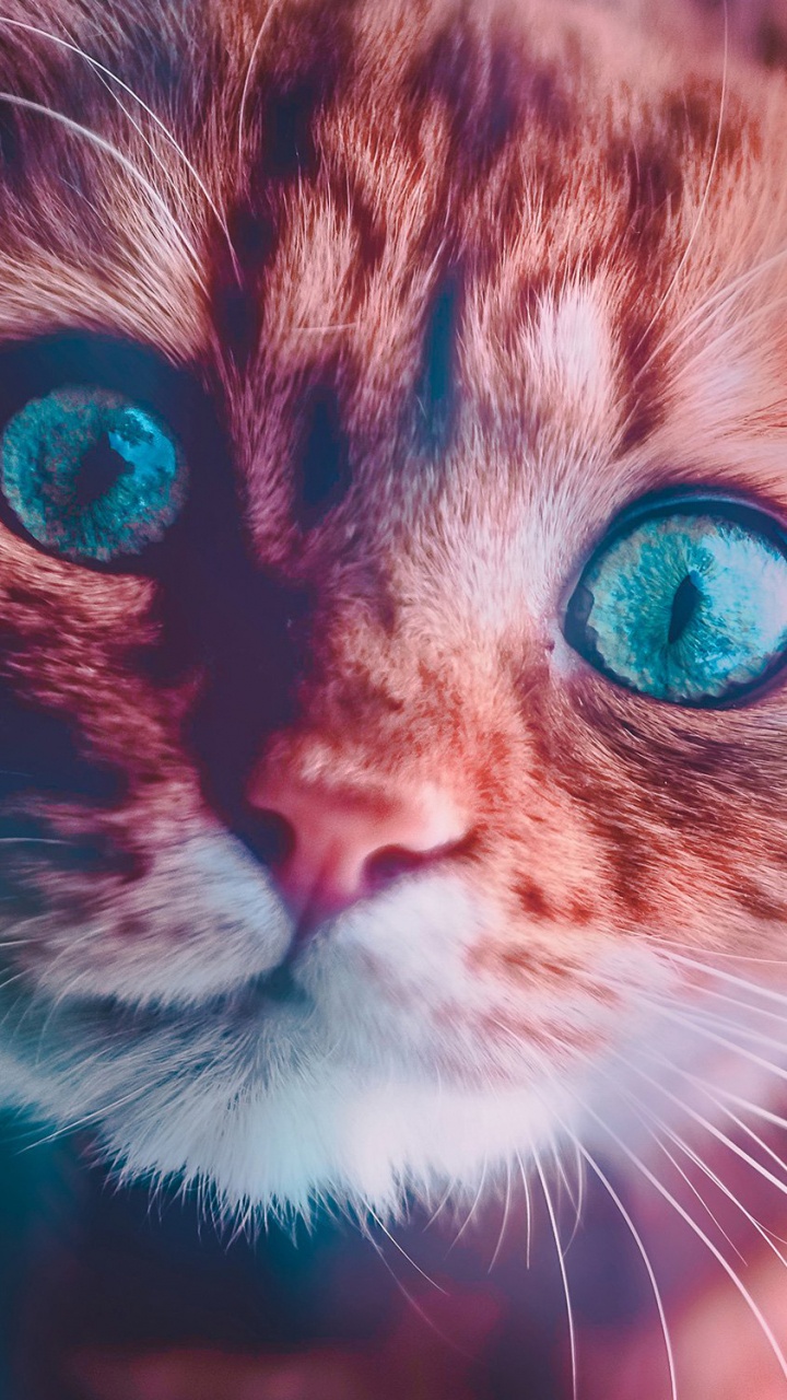 Braun-weiß Gestromte Katze. Wallpaper in 720x1280 Resolution