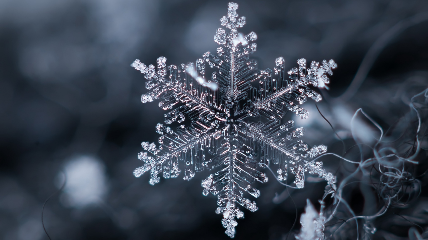 Twig, Terrestrial Plant, Freezing, Grass, Art. Wallpaper in 1366x768 Resolution