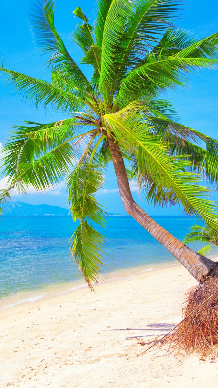 Green Palm Tree on Beach Shore During Daytime. Wallpaper in 720x1280 Resolution