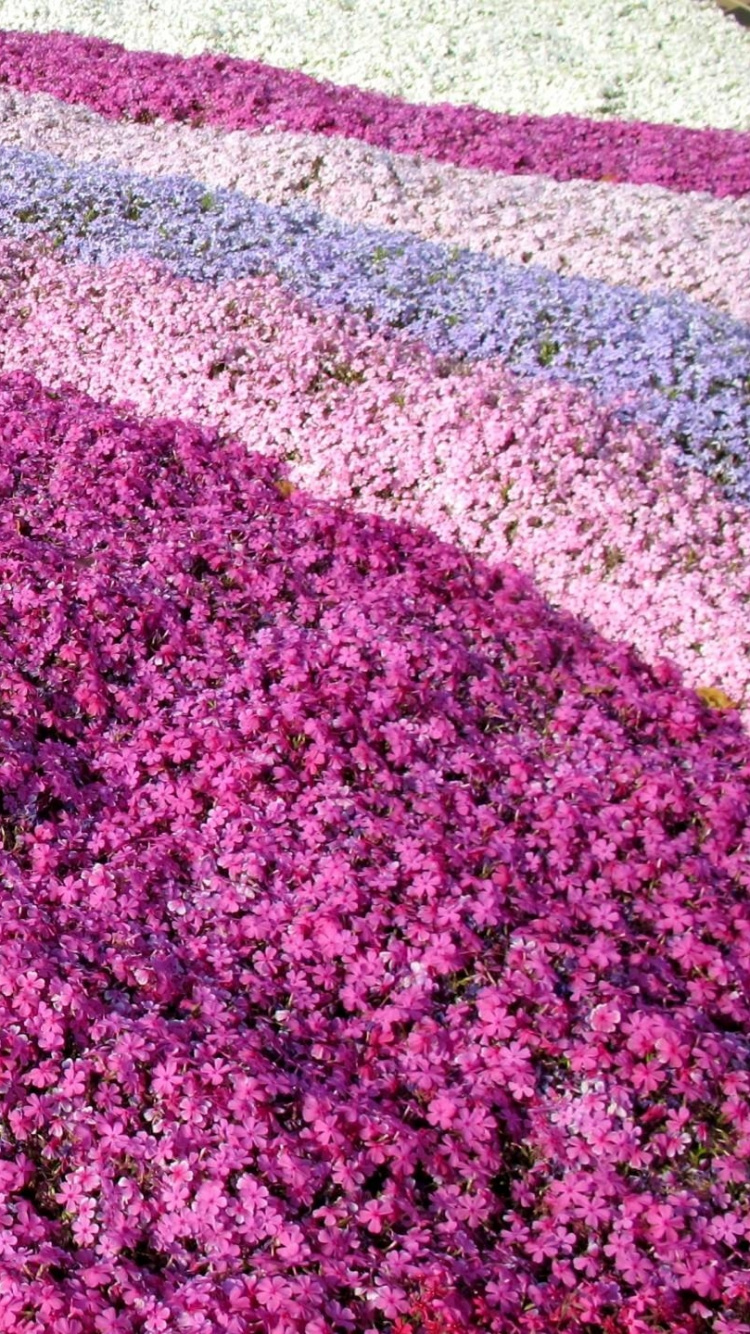 Campo de Flores Rojas Durante el Día. Wallpaper in 750x1334 Resolution