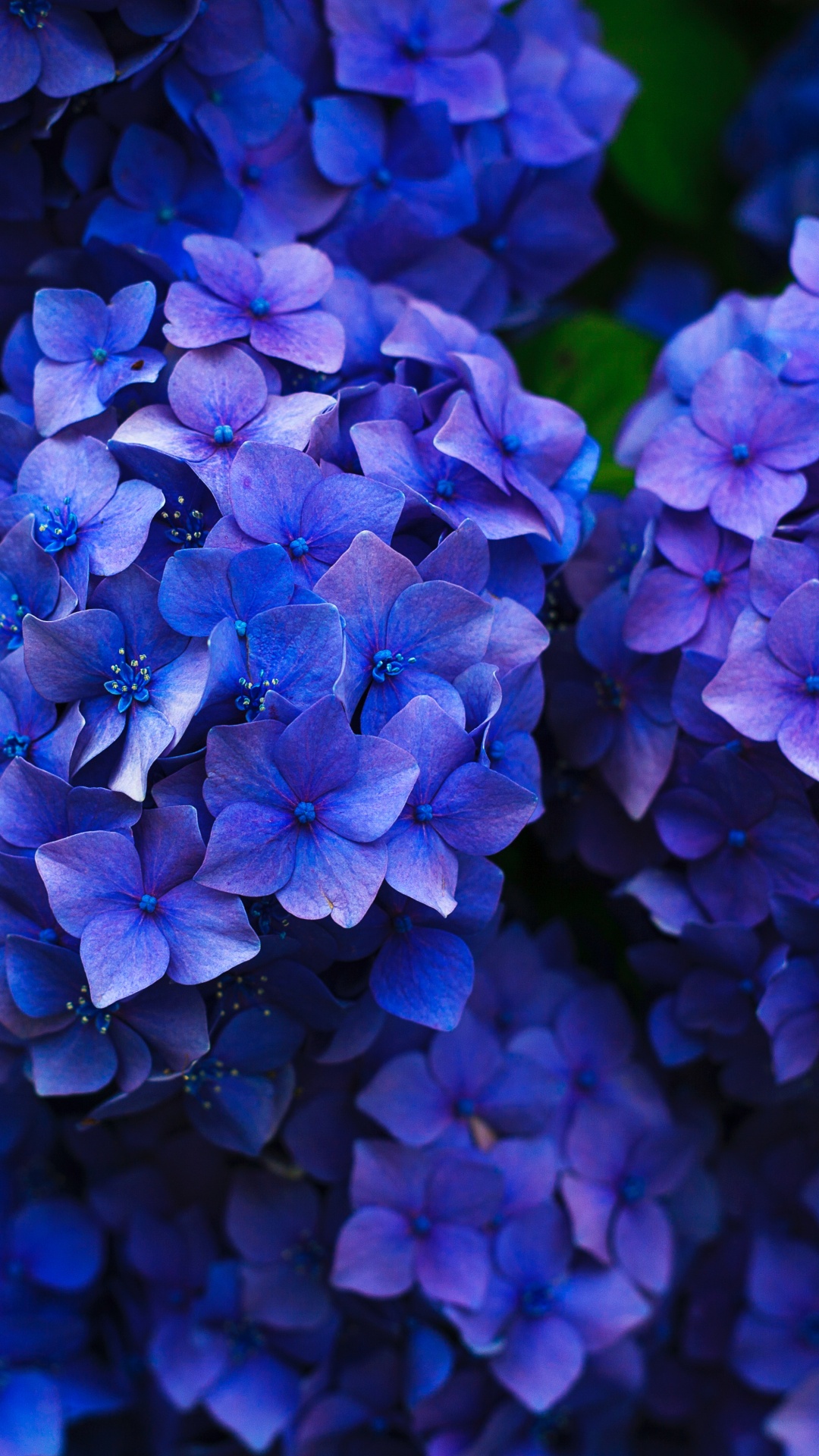 法国的绣球花, 灌木, 钴蓝色的, 紫色的, 紫罗兰色 壁纸 1080x1920 允许