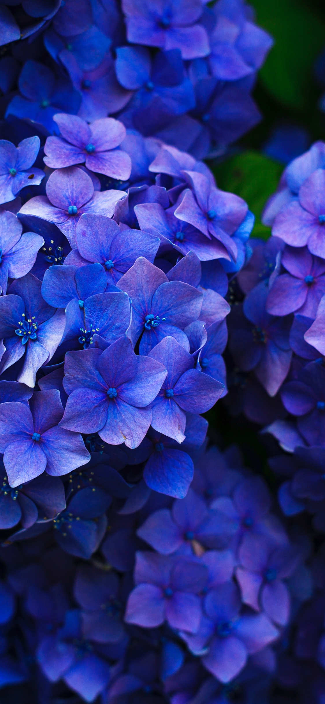 法国的绣球花, 灌木, 钴蓝色的, 紫色的, 紫罗兰色 壁纸 1125x2436 允许