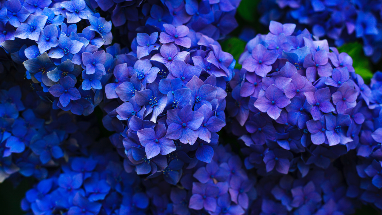 法国的绣球花, 灌木, 钴蓝色的, 紫色的, 紫罗兰色 壁纸 1280x720 允许