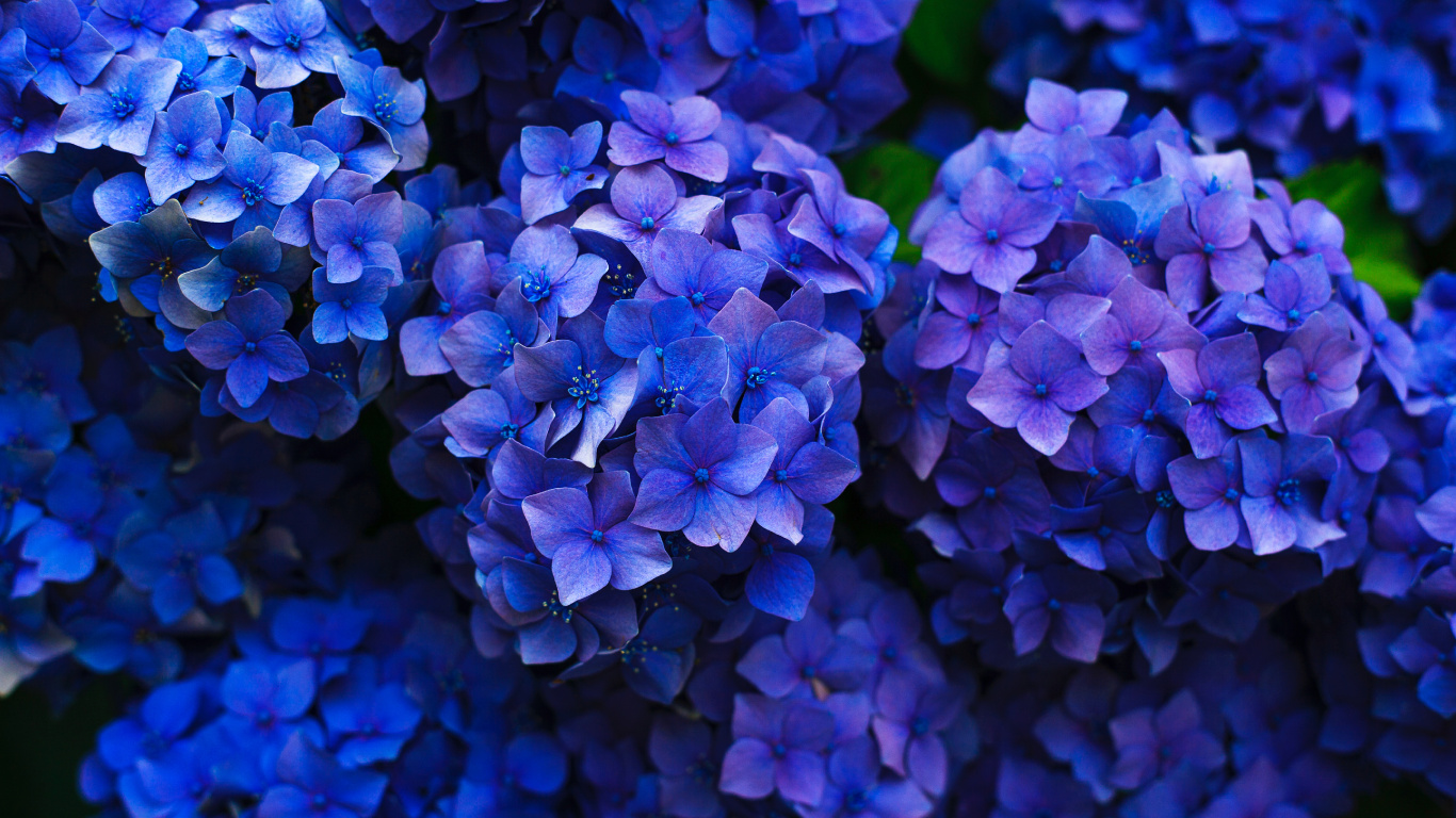法国的绣球花, 灌木, 钴蓝色的, 紫色的, 紫罗兰色 壁纸 1366x768 允许