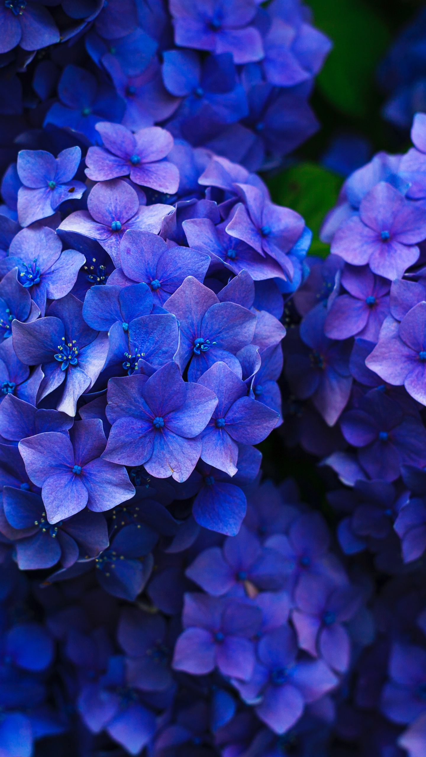法国的绣球花, 灌木, 钴蓝色的, 紫色的, 紫罗兰色 壁纸 1440x2560 允许