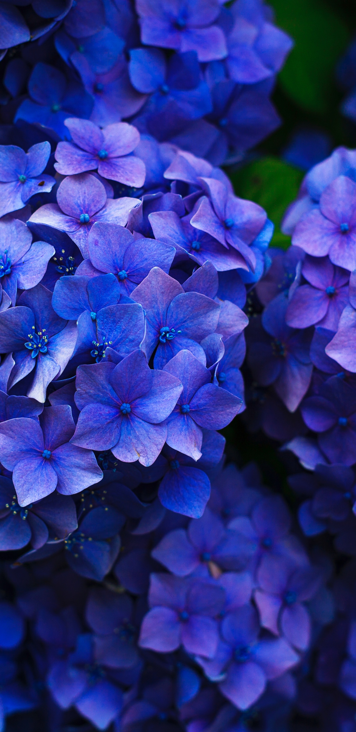 法国的绣球花, 灌木, 钴蓝色的, 紫色的, 紫罗兰色 壁纸 1440x2960 允许