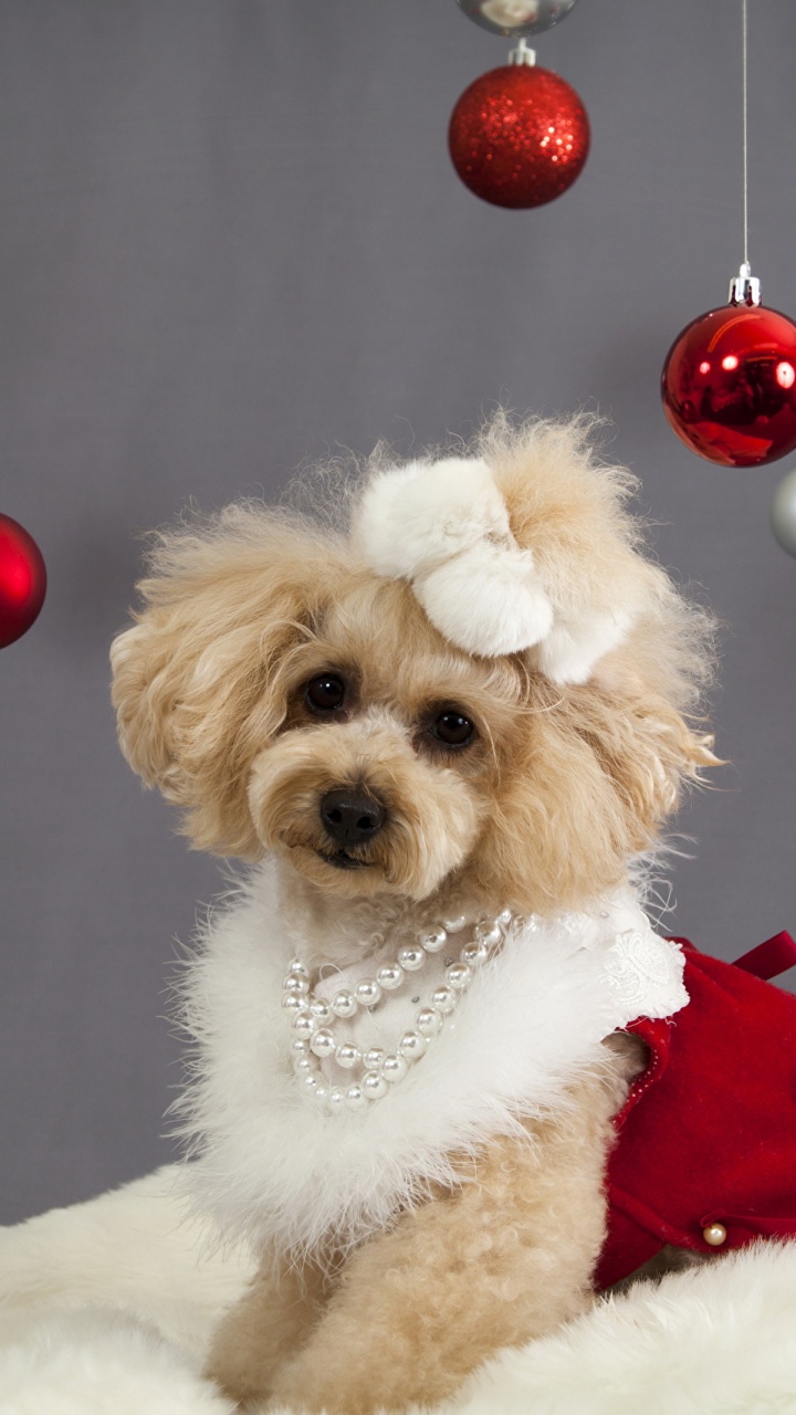 Cachorro, Caniche, Perro, Raza de Perro, Adorno de Navidad. Wallpaper in 720x1280 Resolution