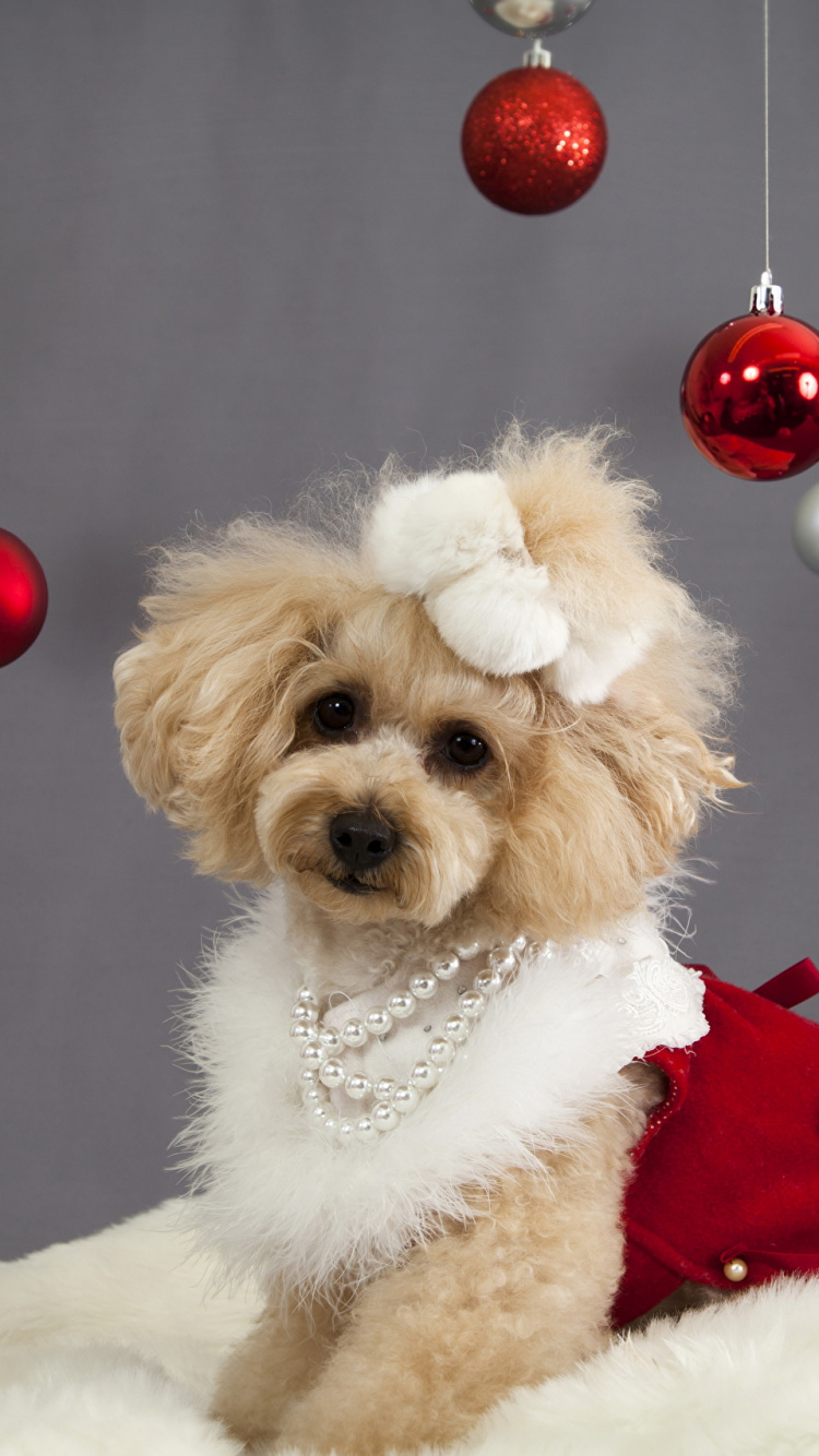 Chiot, Caniche, Chien, Race de Chien, Ornement de Noël. Wallpaper in 750x1334 Resolution