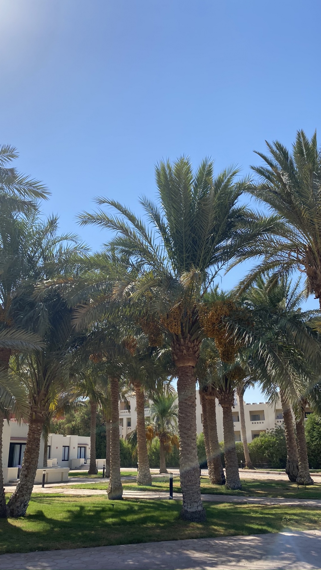 Date Palm, Palm Trees, Plant, Tree, Woody Plant. Wallpaper in 1080x1920 Resolution