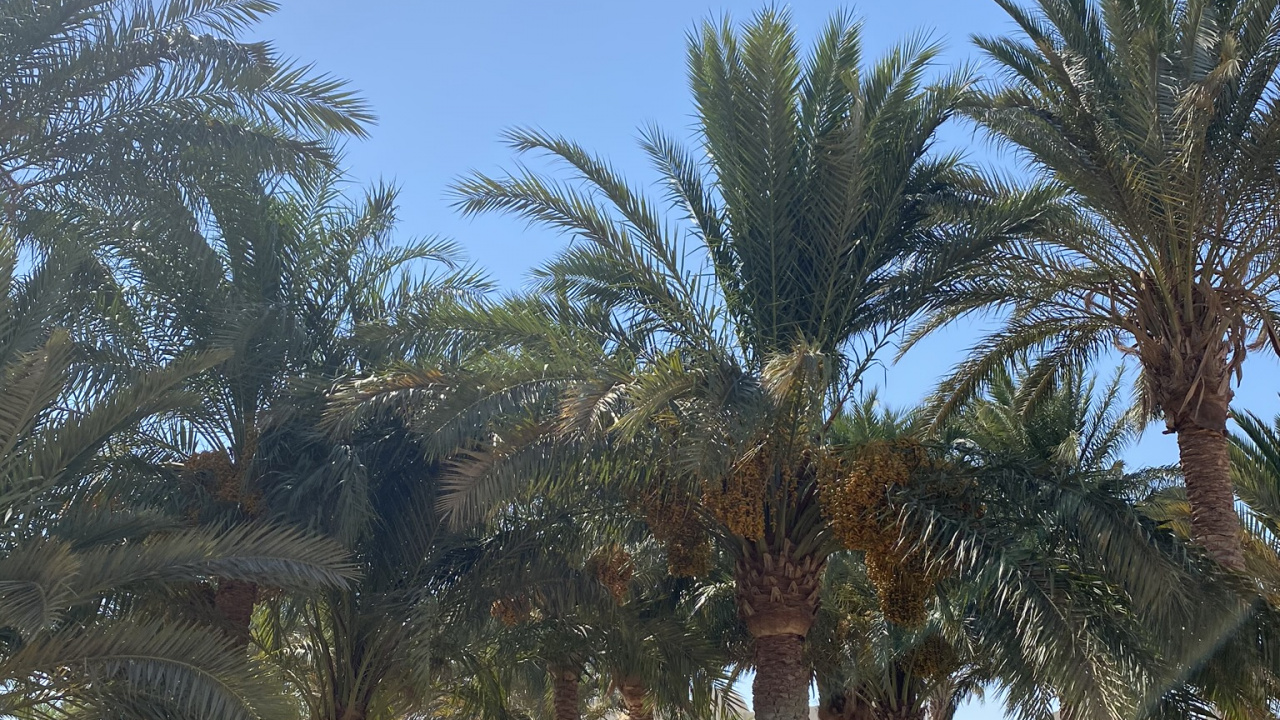 Date Palm, Palm Trees, Plant, Tree, Woody Plant. Wallpaper in 1280x720 Resolution