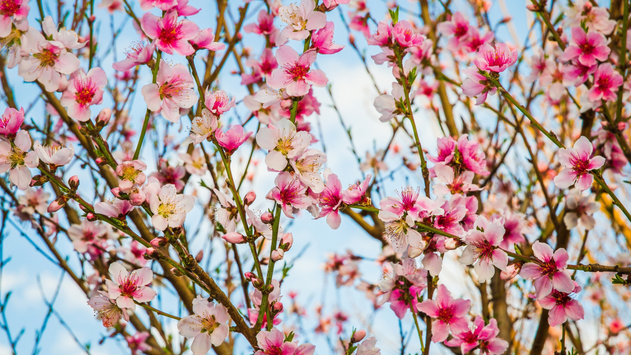 Tagsüber Rosa Und Weiße Blüten. Wallpaper in 1280x720 Resolution
