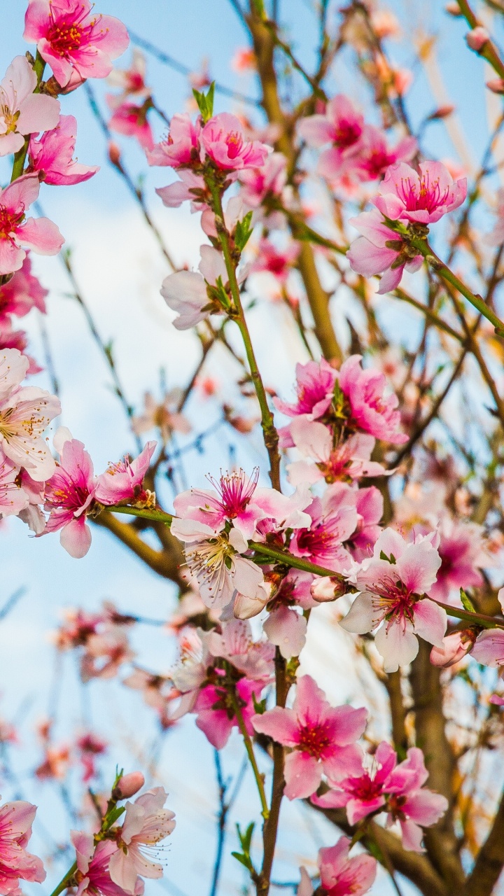 粉红色, 弹簧, 开花, 樱花, 颜色 壁纸 720x1280 允许