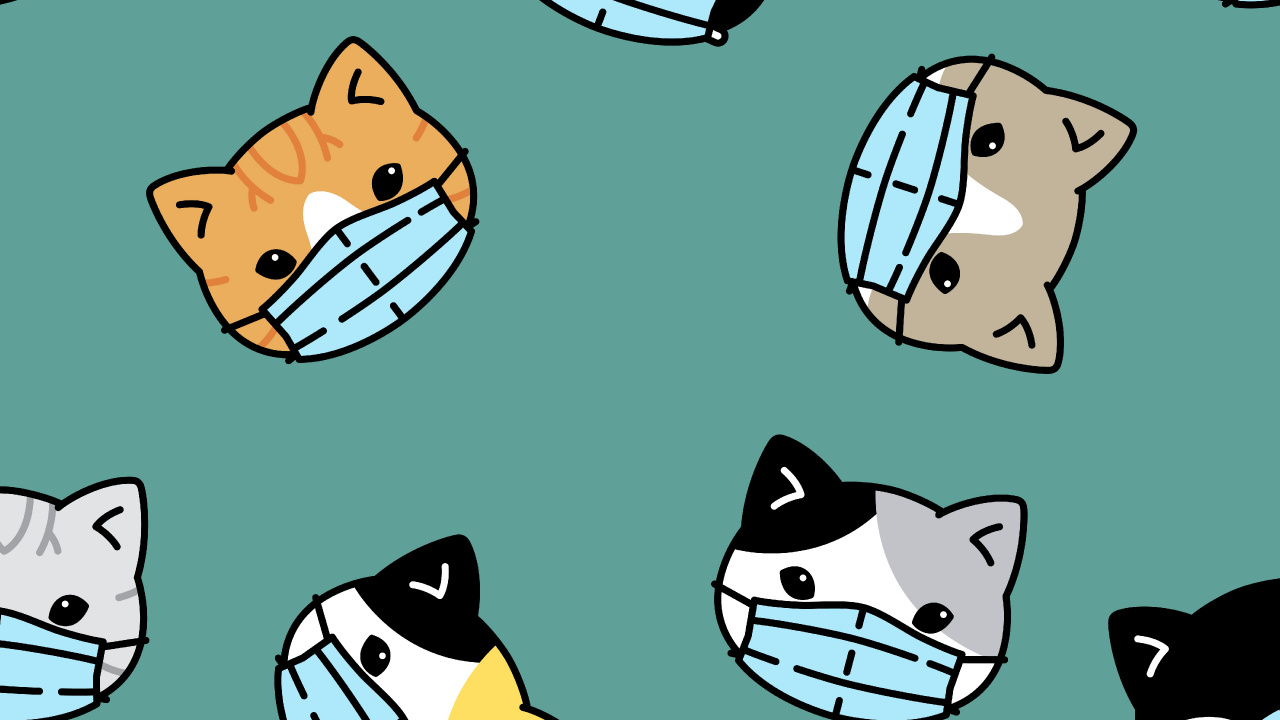 Virus, Coronavirus, COVID-19, Gato, Gatito. Wallpaper in 1280x720 Resolution