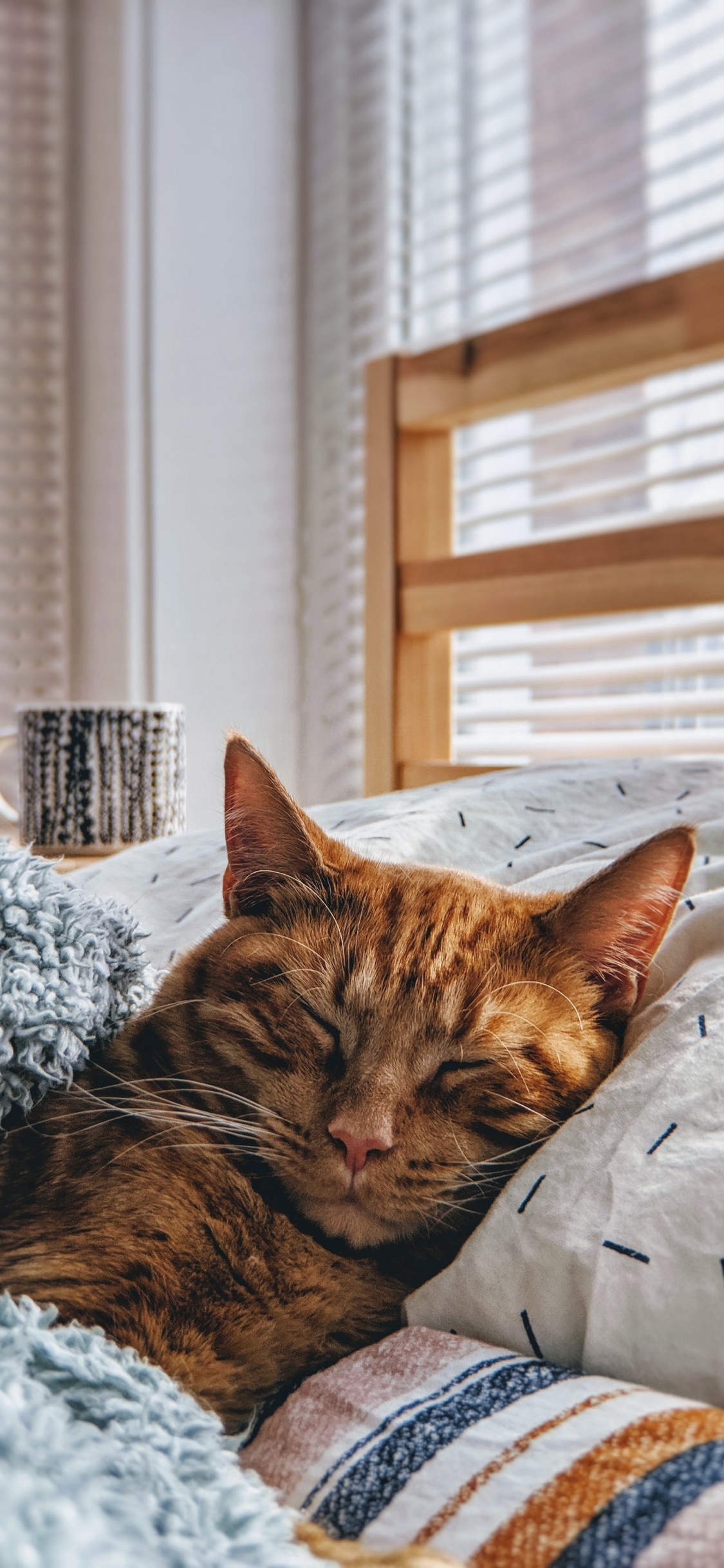 Cat, Cuteness, Kitten, Aesthetics, Window. Wallpaper in 1125x2436 Resolution