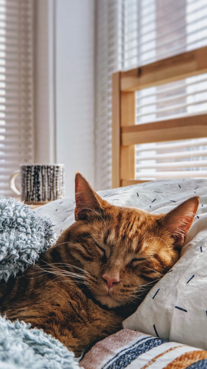 Cat, Cuteness, Kitten, Aesthetics, Window. Wallpaper in 720x1280 Resolution