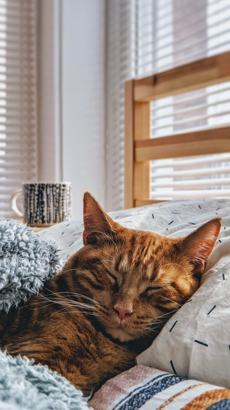 Cat, Cuteness, Kitten, Aesthetics, Window. Wallpaper in 750x1334 Resolution