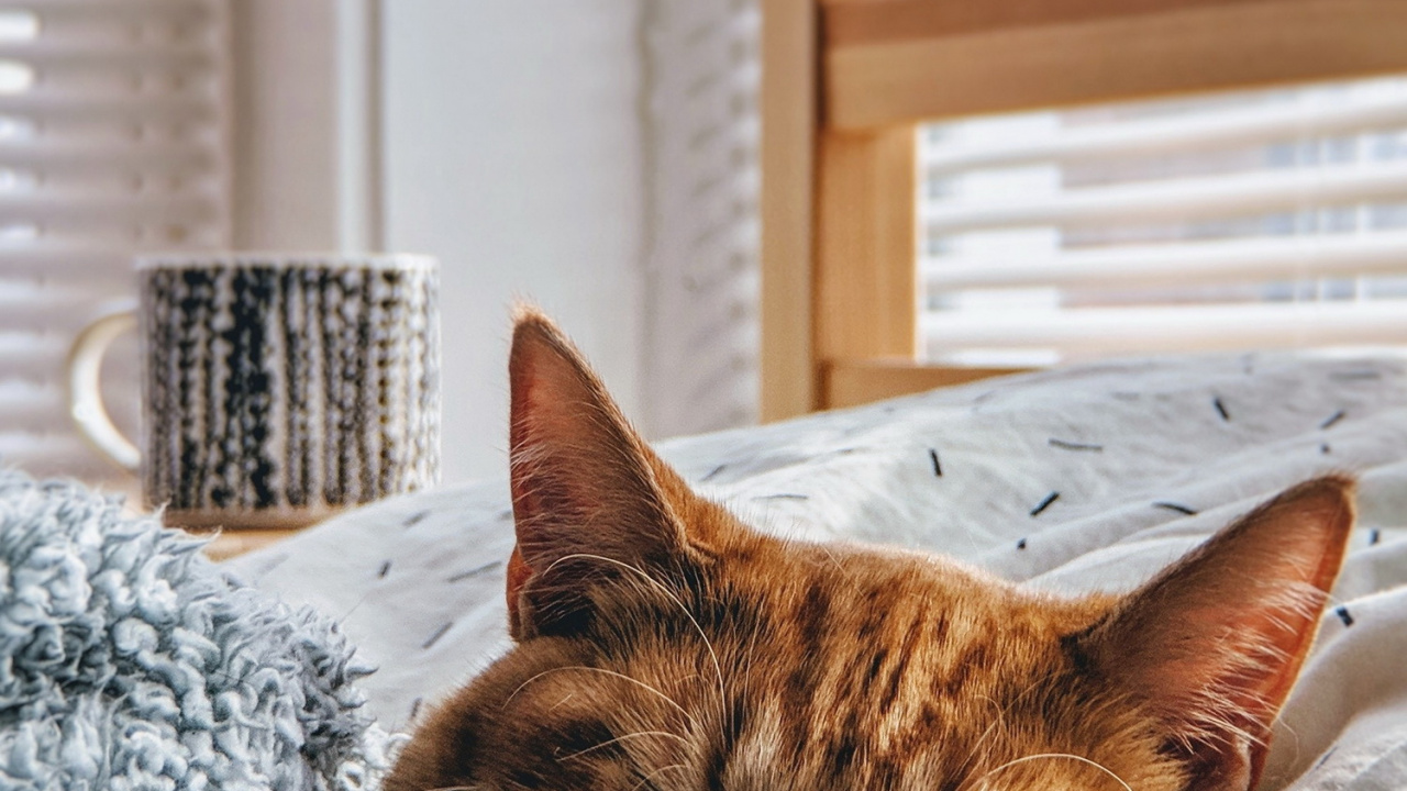 Chat, la Gentillesse, Chaton, Esthétique, Fenêtre. Wallpaper in 1280x720 Resolution