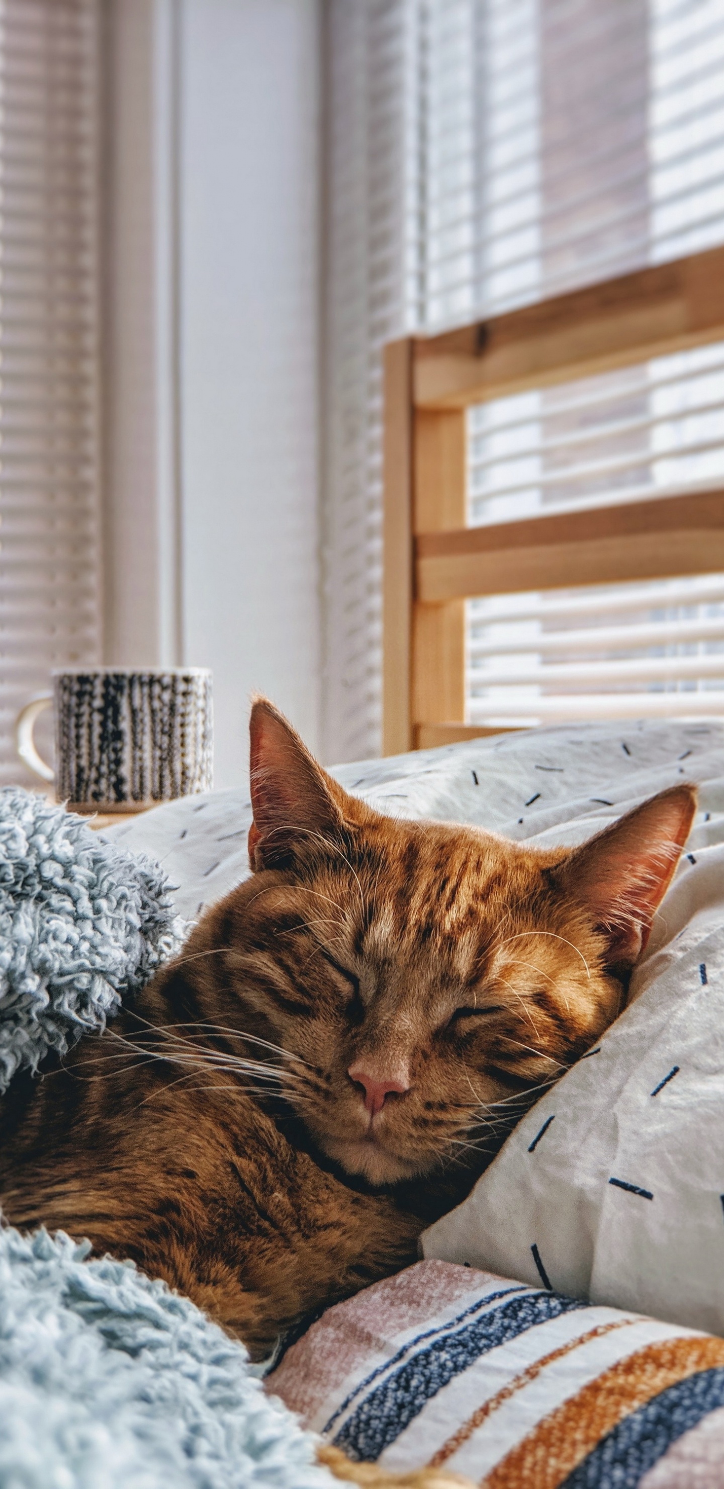 可爱, 小猫, 美学, 窗口, 猫科 壁纸 1440x2960 允许