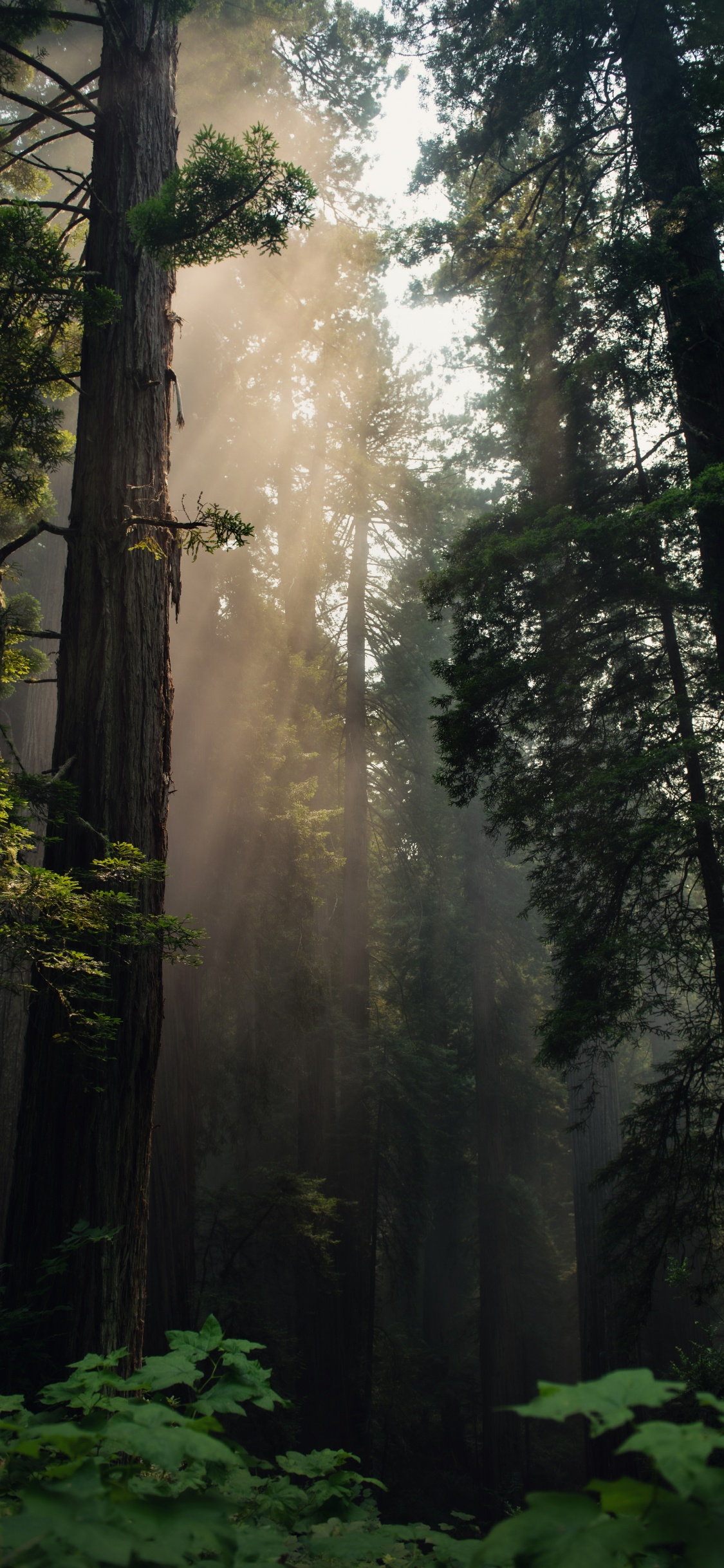 Tree, Forest, Nature, Natural Environment, Northern Hardwood Forest. Wallpaper in 1125x2436 Resolution