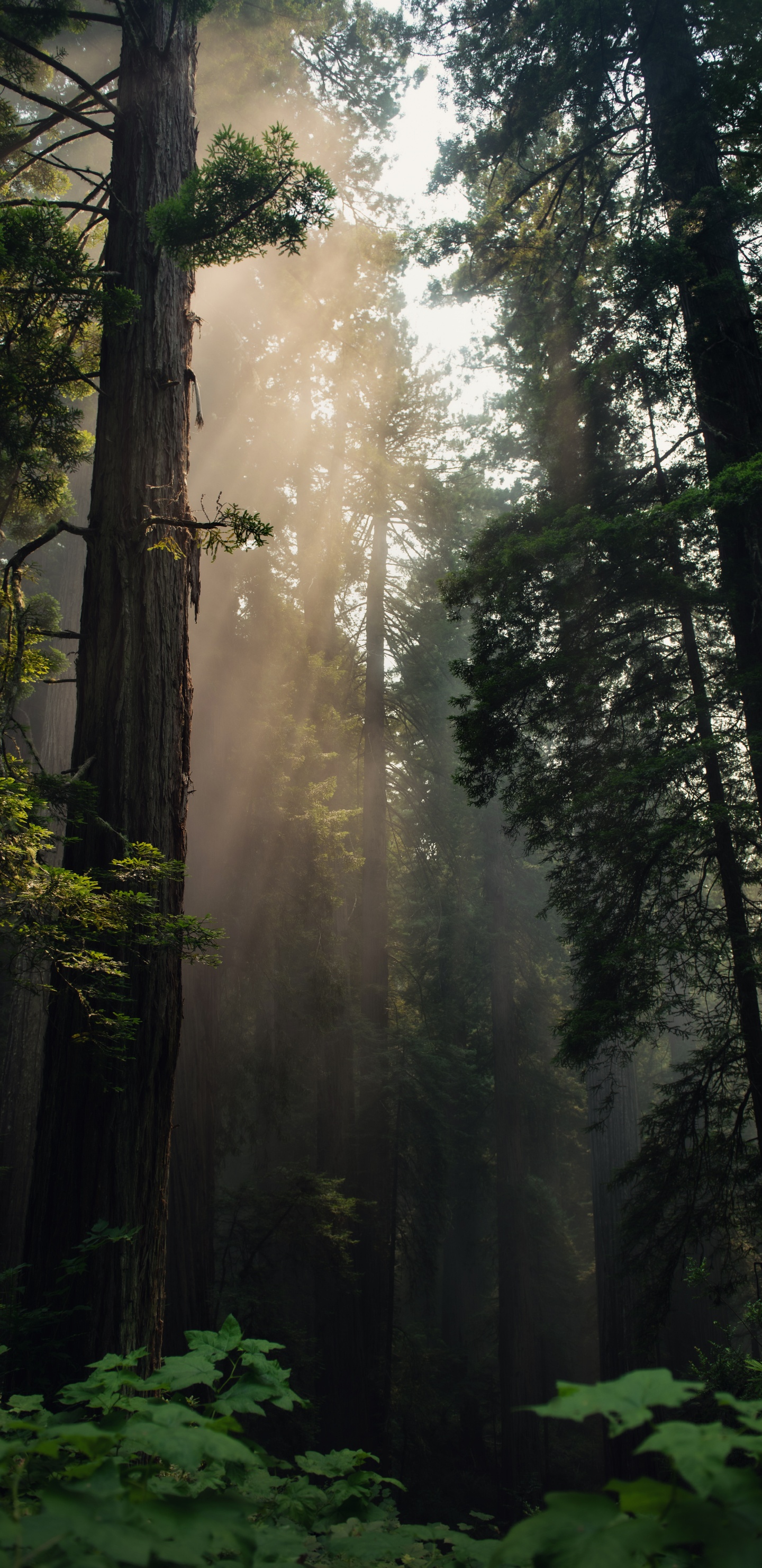Tree, Forest, Nature, Natural Environment, Northern Hardwood Forest. Wallpaper in 1440x2960 Resolution