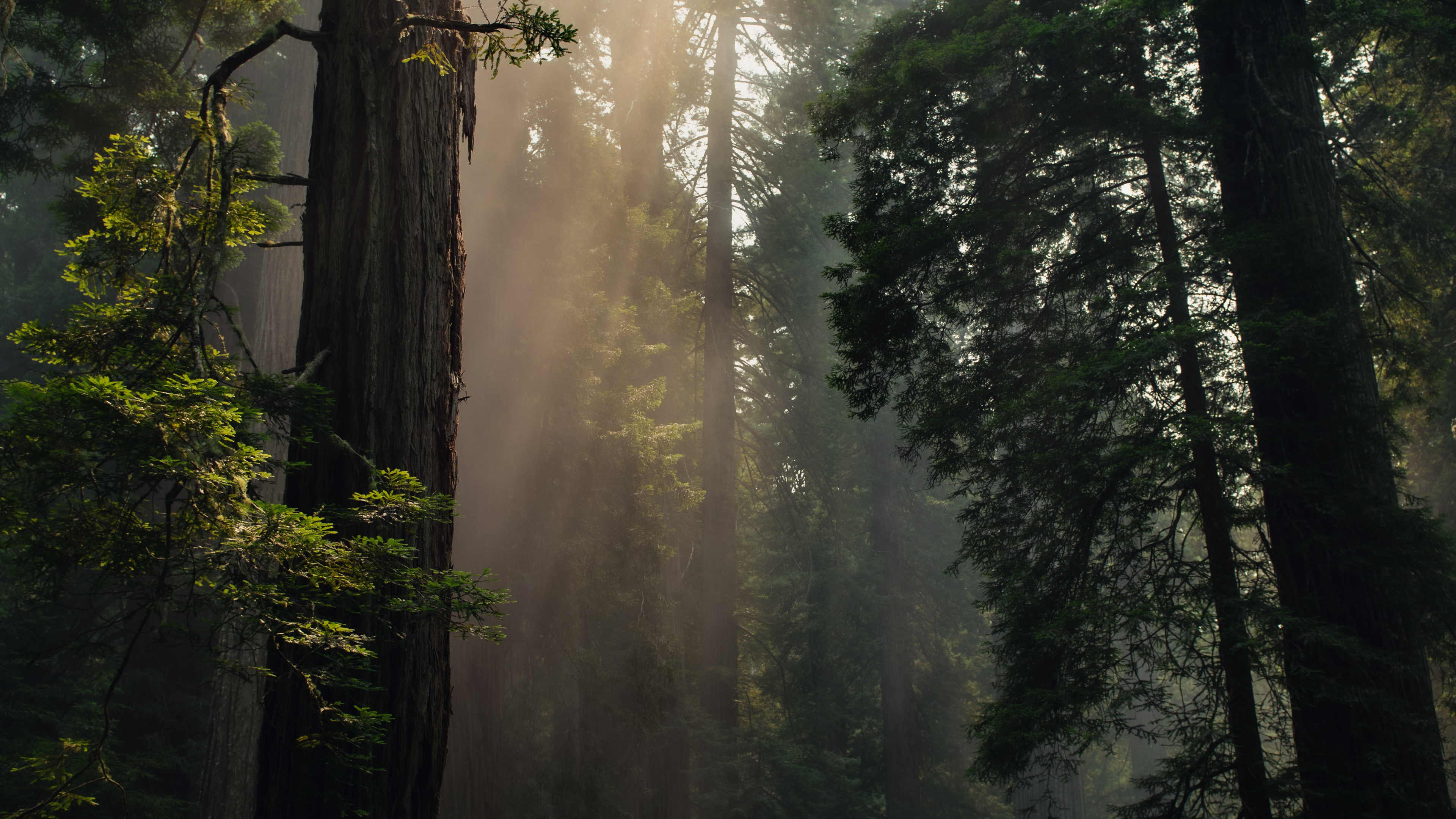 Tree, Forest, Nature, Natural Environment, Northern Hardwood Forest. Wallpaper in 3840x2160 Resolution