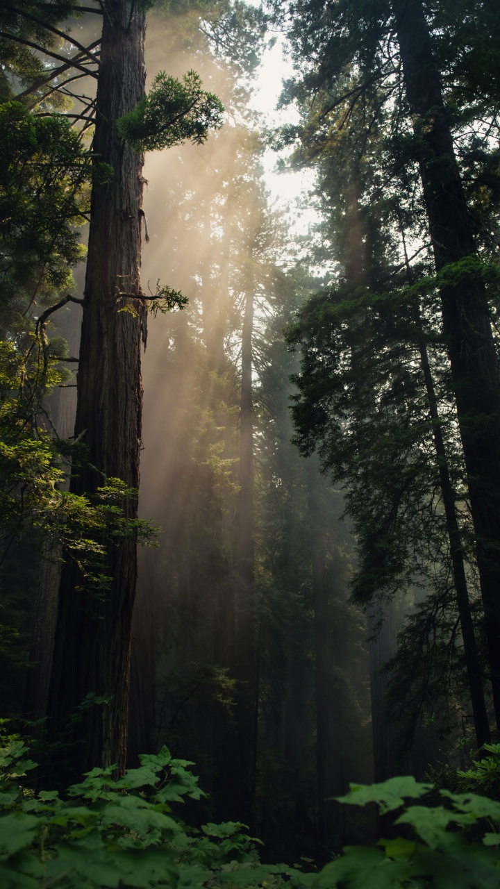 Tree, Forest, Nature, Natural Environment, Northern Hardwood Forest. Wallpaper in 720x1280 Resolution