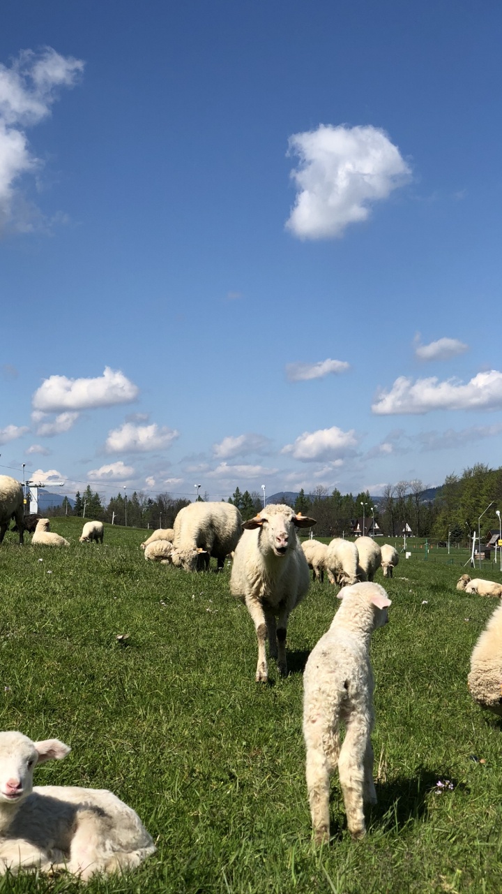 Grassland, Sheep, Herd, Goat, Herding. Wallpaper in 720x1280 Resolution