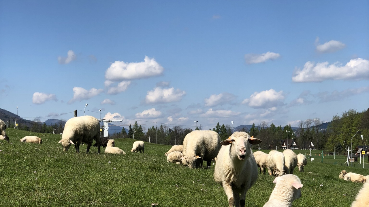 Grünland, Schaf, Ziege, Herding, Weiden. Wallpaper in 1280x720 Resolution