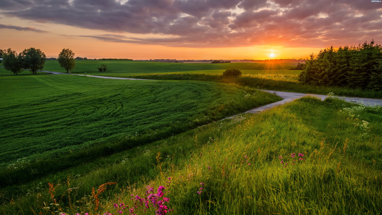 Green Grass Field During Sunset. Wallpaper in 1280x720 Resolution