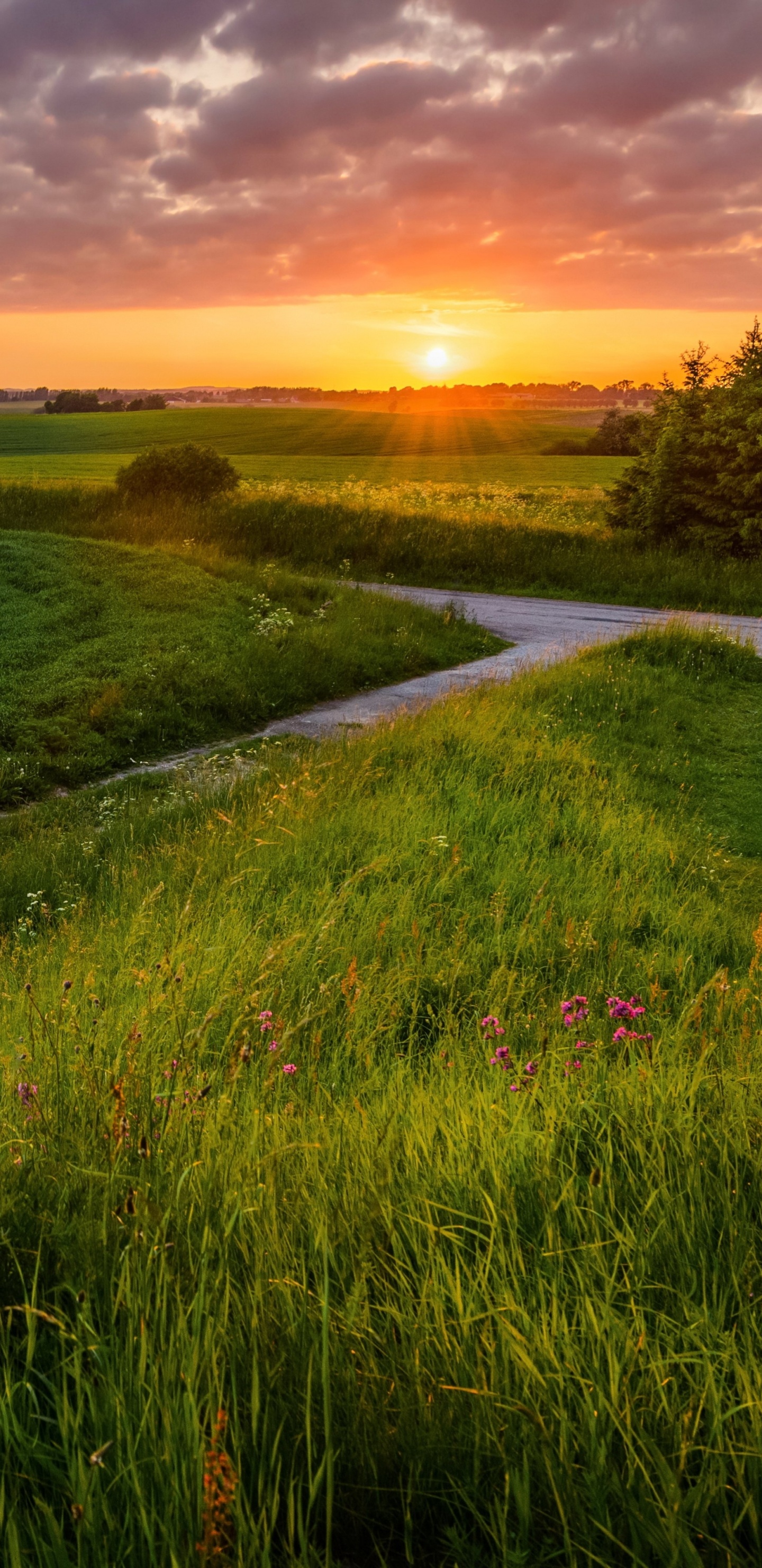Green Grass Field During Sunset. Wallpaper in 1440x2960 Resolution