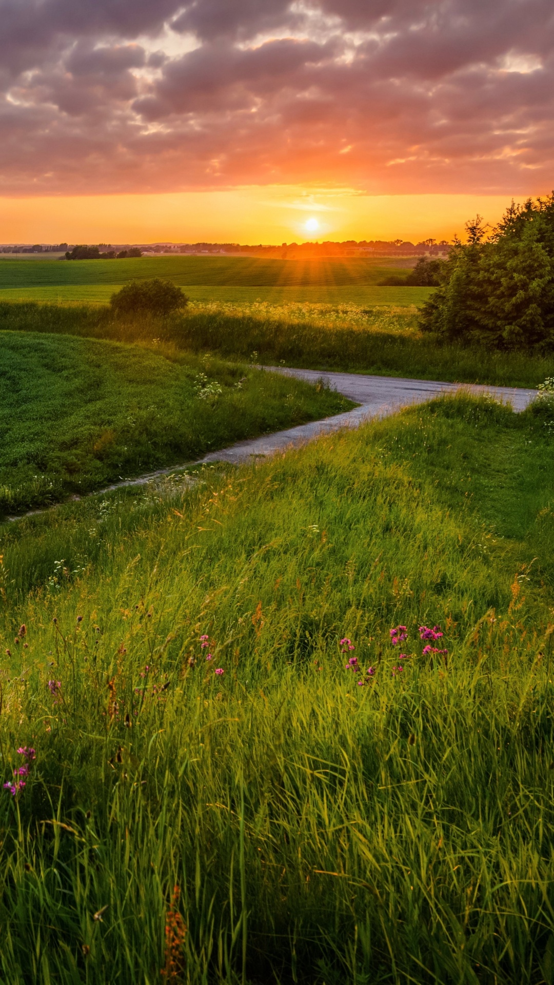 Champ D'herbe Verte Pendant le Coucher du Soleil. Wallpaper in 1080x1920 Resolution